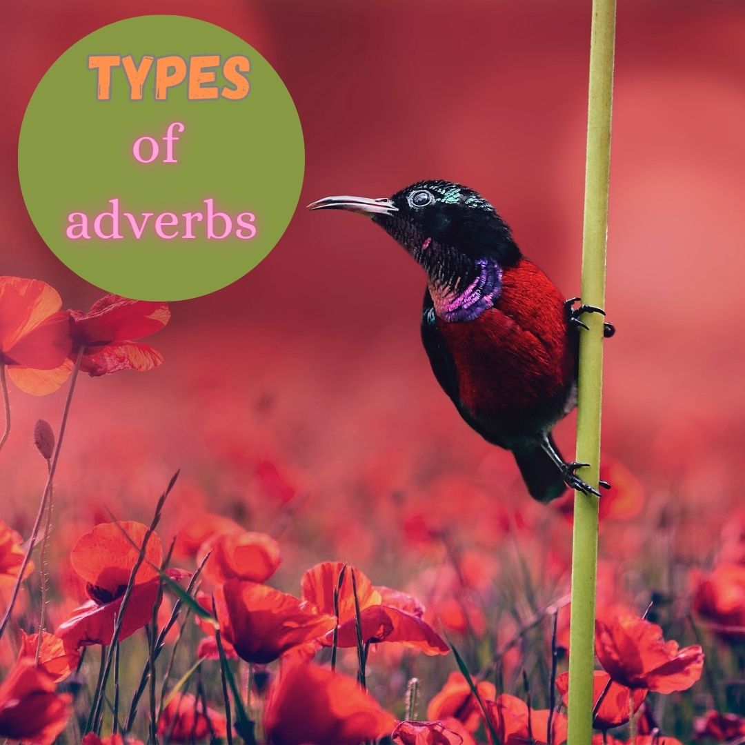 The Categories of Adverbs