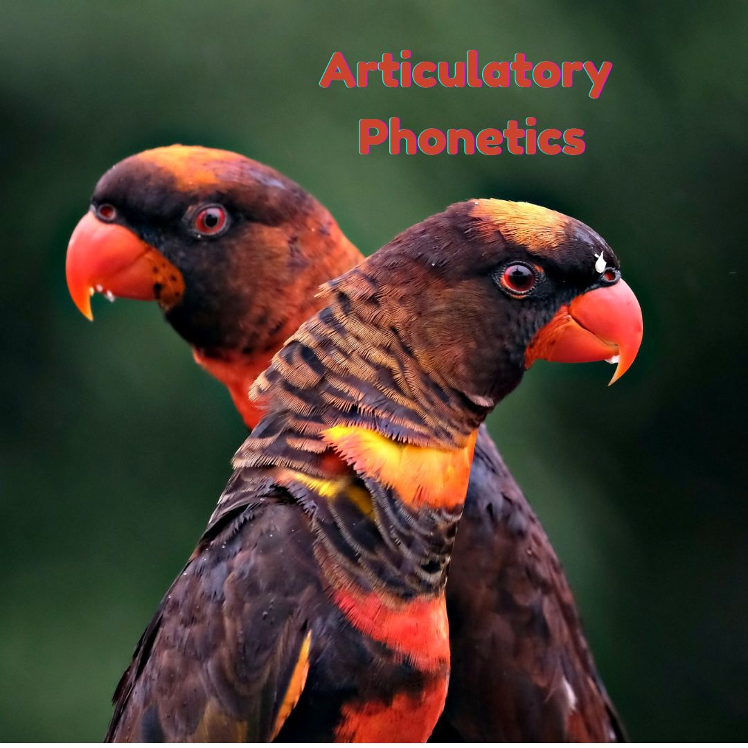 Articulatory Phonetics